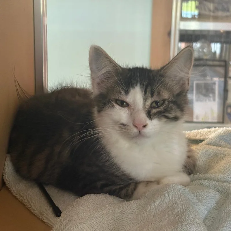 A young small-sized male Brown / Chocolate Domestic Medium Hair cat named Frost for adoption in Leander, TX