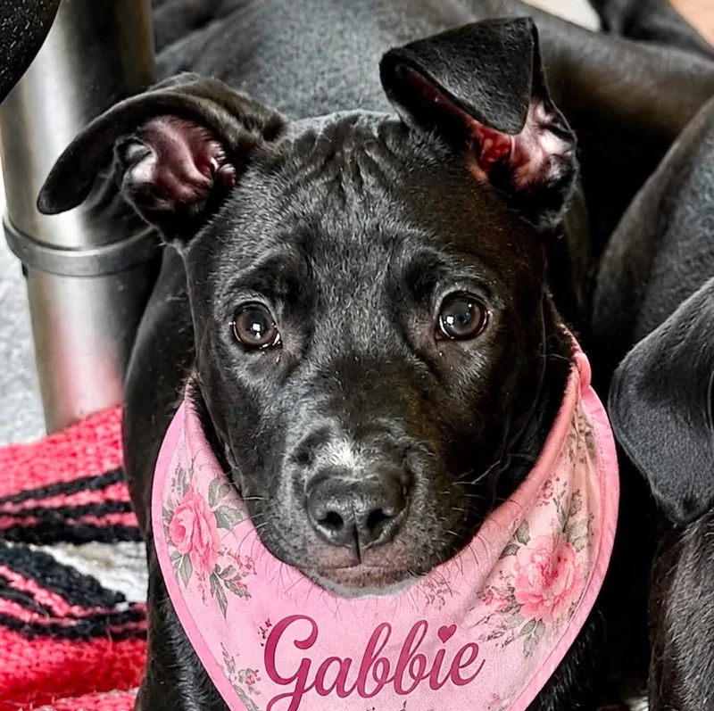 A baby medium-sized female Black Pit Bull Terrier dog named Gabbie for adoption in Albany, NY