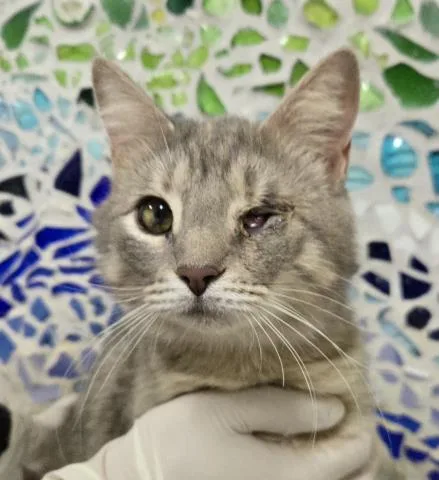 An adult medium-sized female Domestic Short Hair cat named Esmerelda for adoption in Pensacola, FL