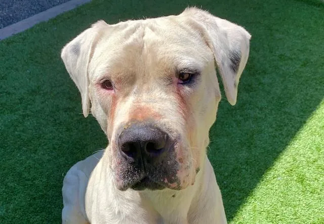 An adult extra large-sized male White / Cream Dogo Argentino dog named SAVE ME PLEASE Conan for adoption in San Marcos, CA