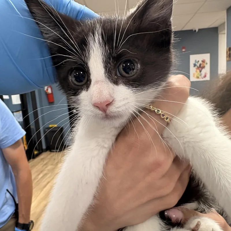 A baby small-sized female White Domestic Short Hair cat named Muffin for adoption in Newark, NJ