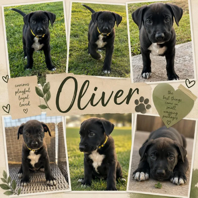 Oliver