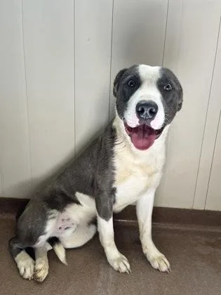 An adult large-sized male Gray / Blue / Silver Pit Bull Terrier dog named Tank for adoption in Winfield, KS