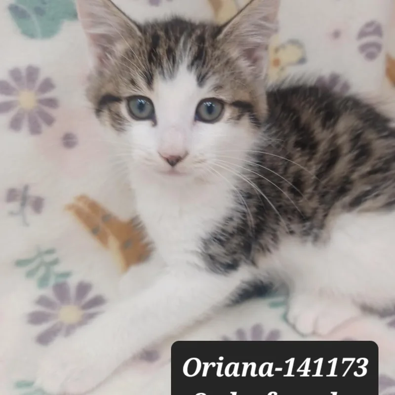 A baby small-sized female Domestic Short Hair cat named Oriana for adoption in New Tazewell, TN