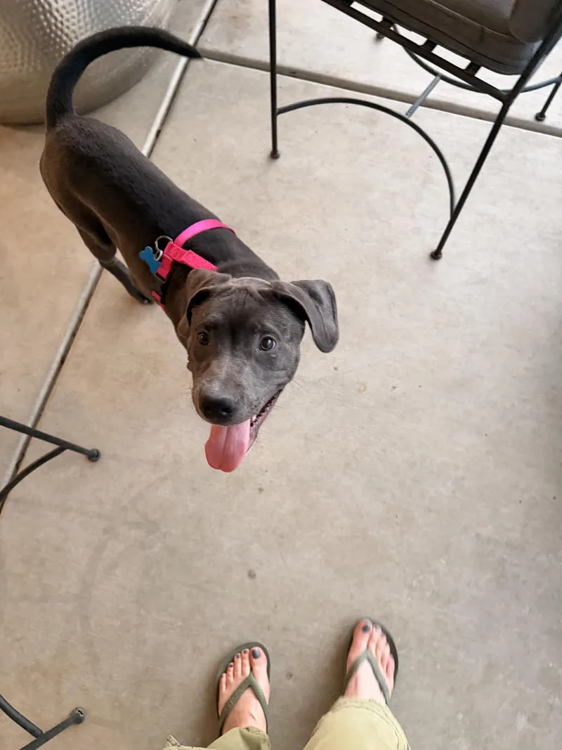 A baby medium-sized male Gray / Blue / Silver Weimaraner dog named Logan for adoption in Las Vegas, NV