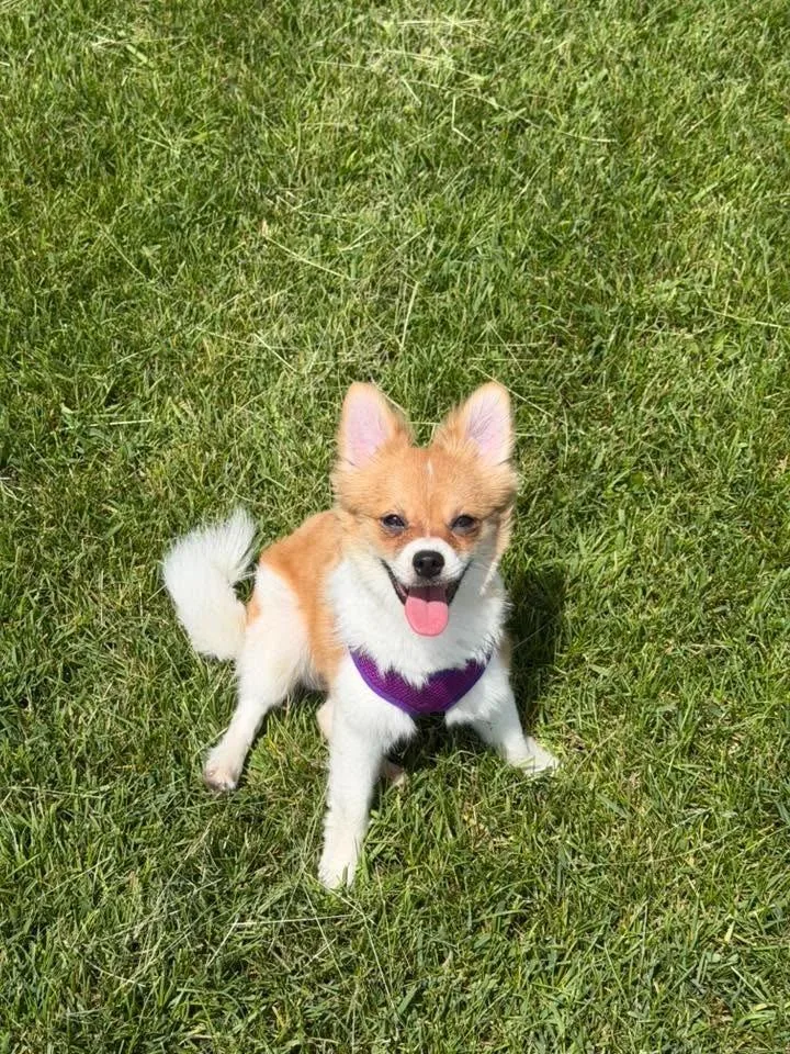 An adult small-sized male Chihuahua dog named Gizmo $ for adoption in Milwaukee, WI