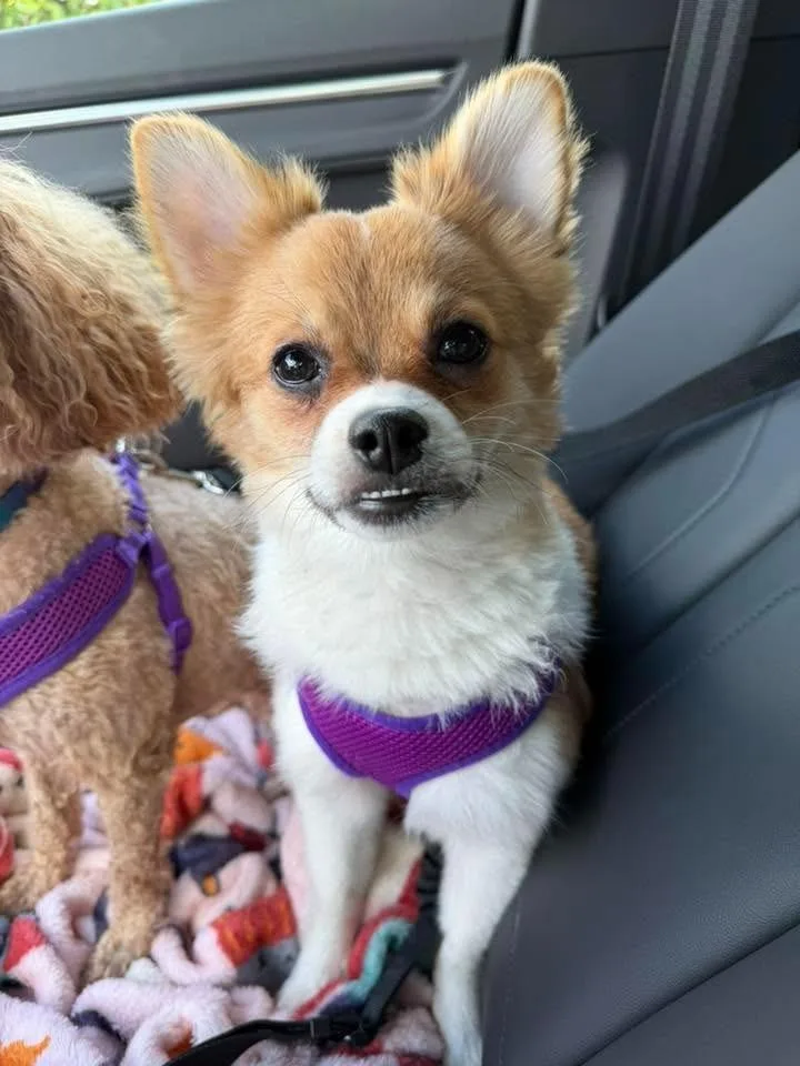 Gizmo $ thumbnail 2