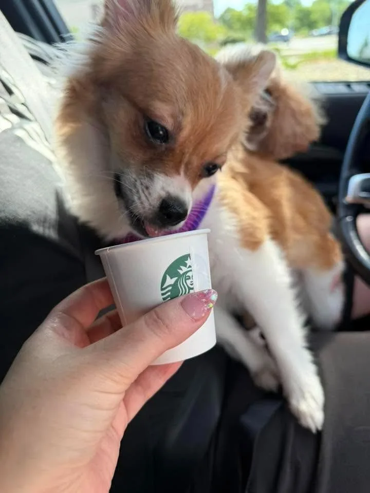 Gizmo $ thumbnail 3