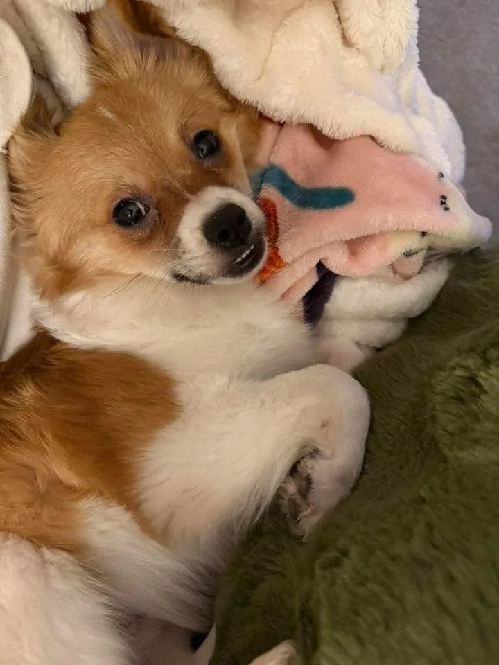 Gizmo $ thumbnail 4