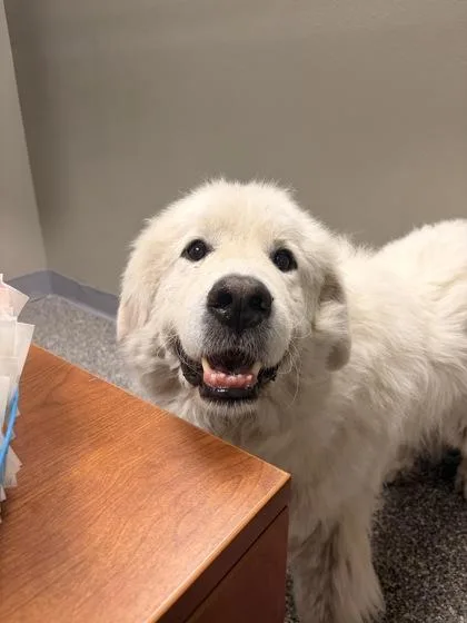 An adult large-sized male Apricot / Beige Great Pyrenees dog named Summit for adoption in Redmond, OR