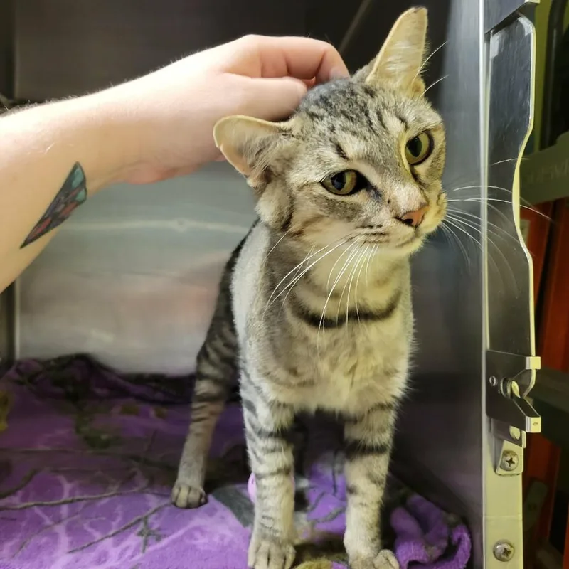 An adult medium-sized female Domestic Short Hair cat named Rosalind for adoption in Columbia, MO