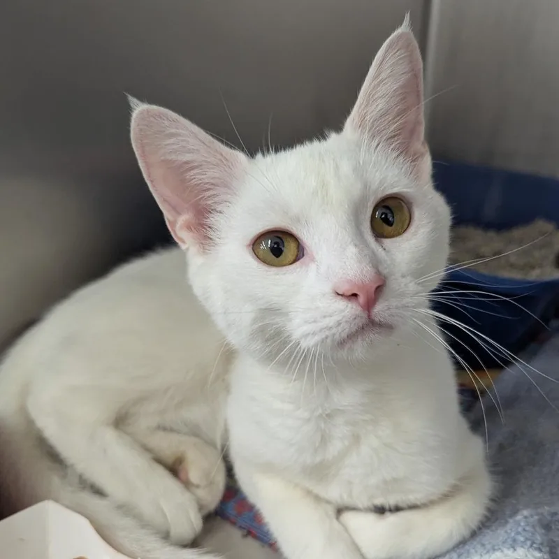 A young medium-sized female Domestic Short Hair cat named Daisy for adoption in Evansville, IN