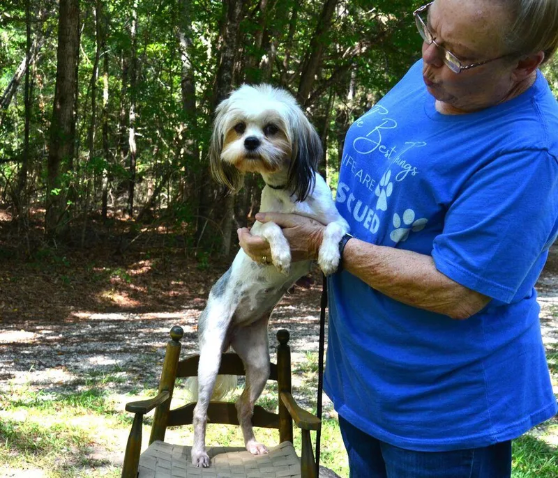 Willow thumbnail 2