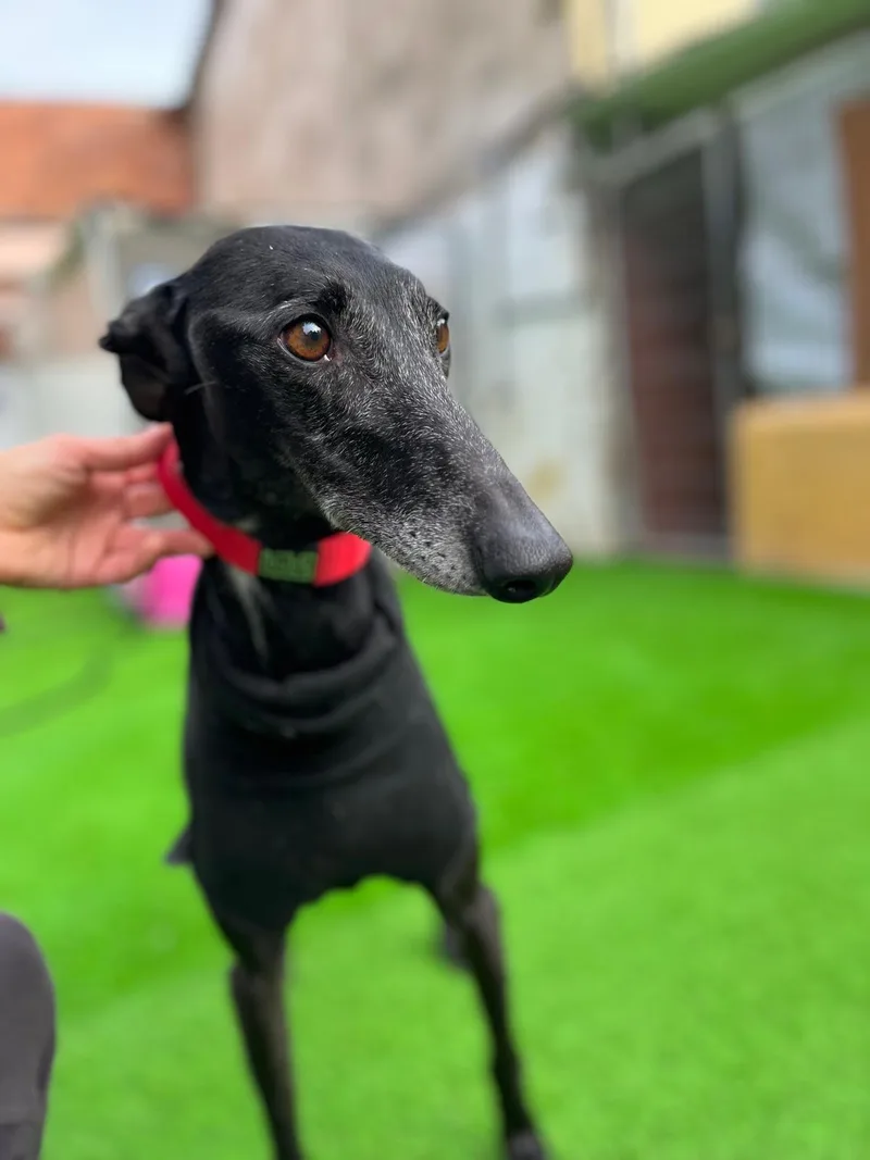An adult medium-sized female Galgo Spanish Greyhound dog named Ebra for adoption in Winter Park, FL