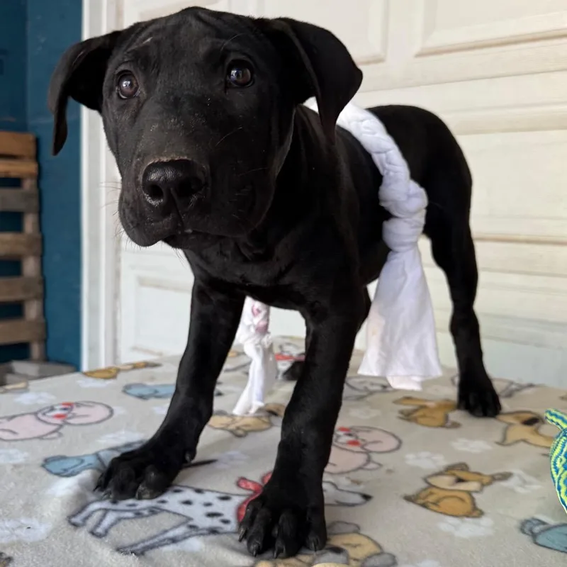 A baby medium-sized male Black Great Dane dog named Mack for adoption in Pineville, MO