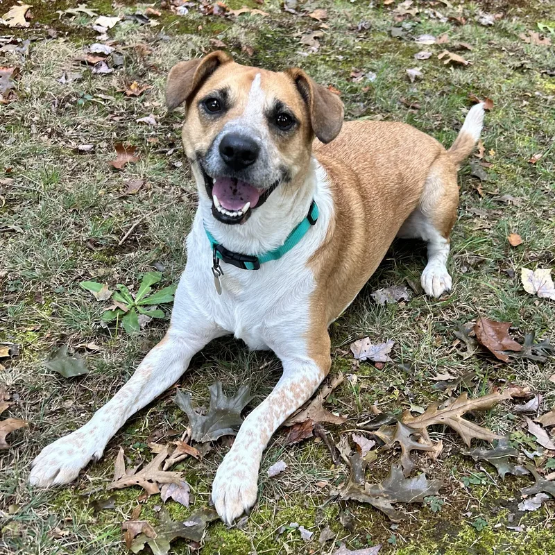 An adult medium-sized male Hound dog named Scooby for adoption in Huntington, NY