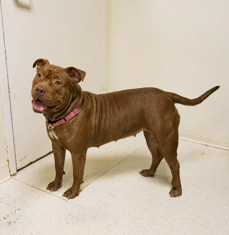 A young large-sized female Pit Bull Terrier dog named Fiona for adoption in Cincinnati, OH