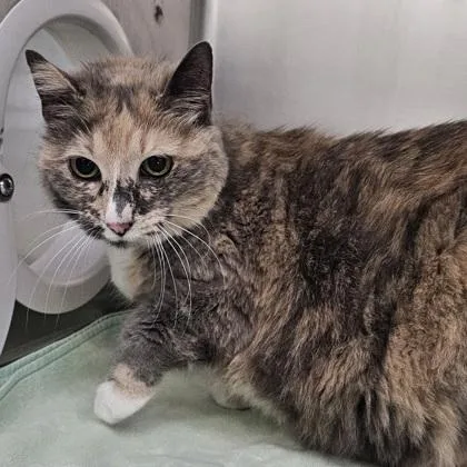 A senior small-sized female Domestic Short Hair cat named Cali for adoption in Scotia, NY
