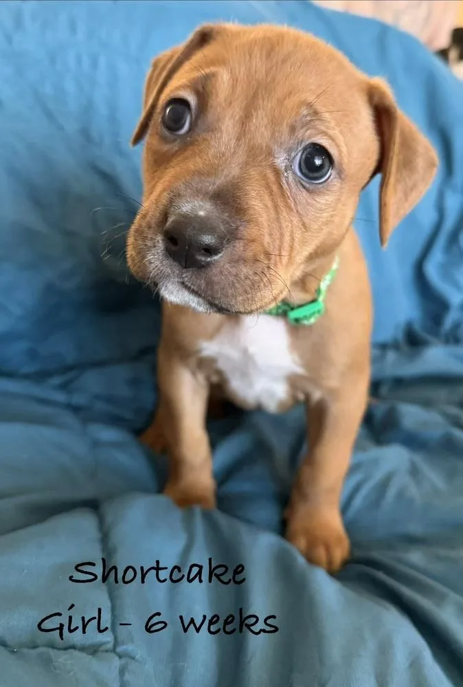 A baby small-sized female White / Cream Pit Bull Terrier dog named Shortcake for adoption in Colorado Springs, CO