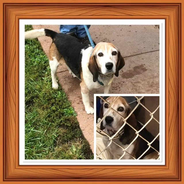 An adult medium-sized male Beagle dog named Elkins for adoption in Buckhannon, WV