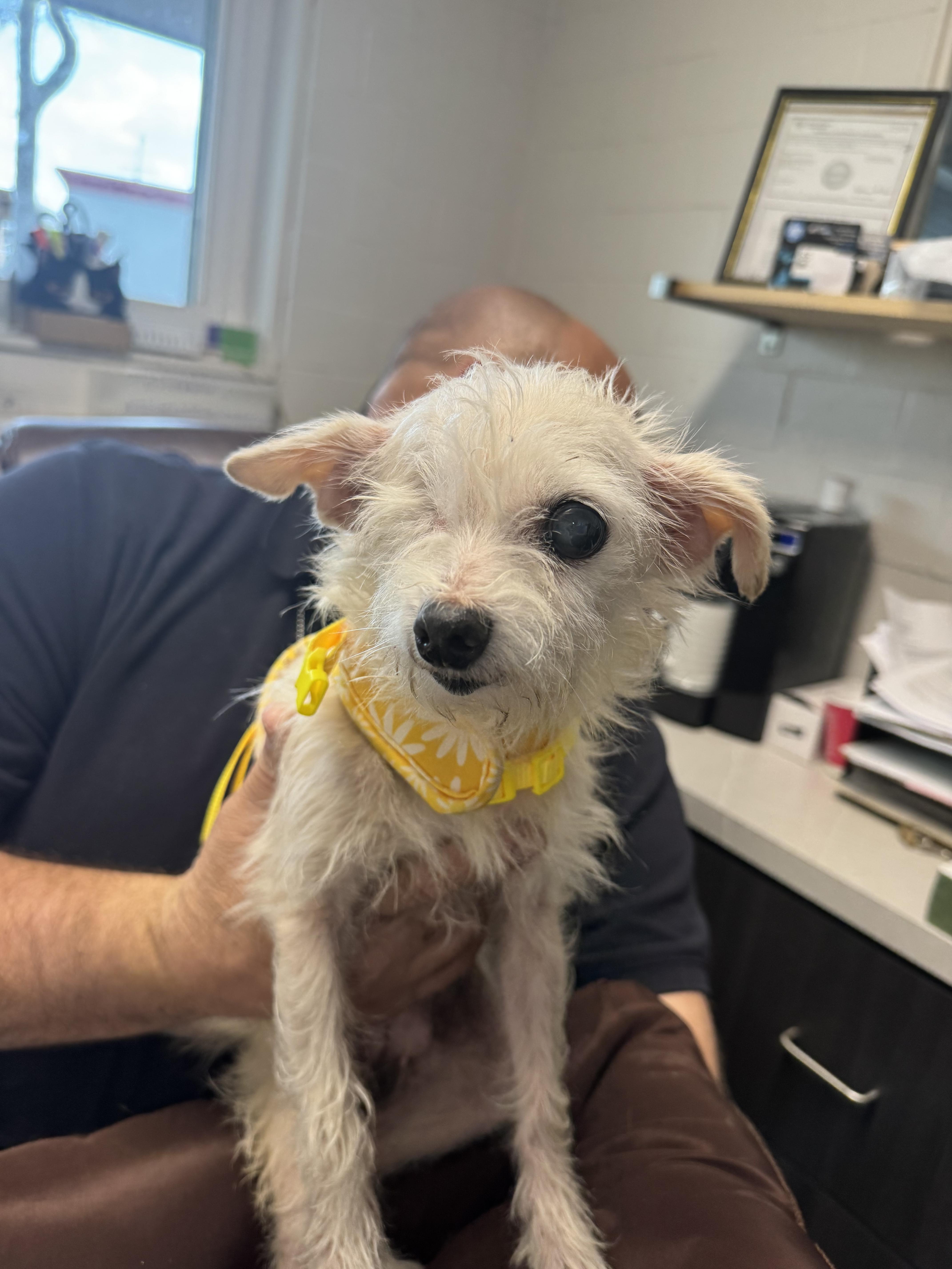 A senior small-sized female White / Cream Chihuahua dog named Fettuccine for adoption in Salem, OH
