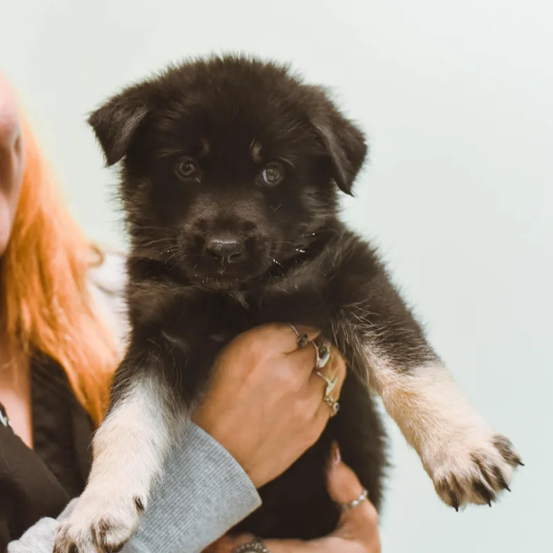Potato Puppies thumbnail 5