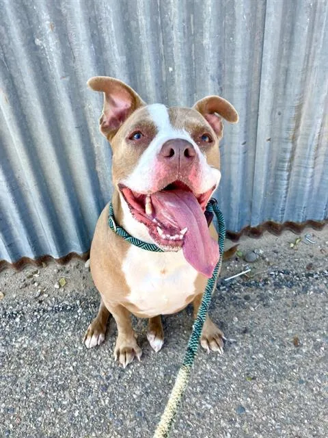 An adult medium-sized female Pit Bull Terrier dog named Aziela for adoption in Albuquerque, NM