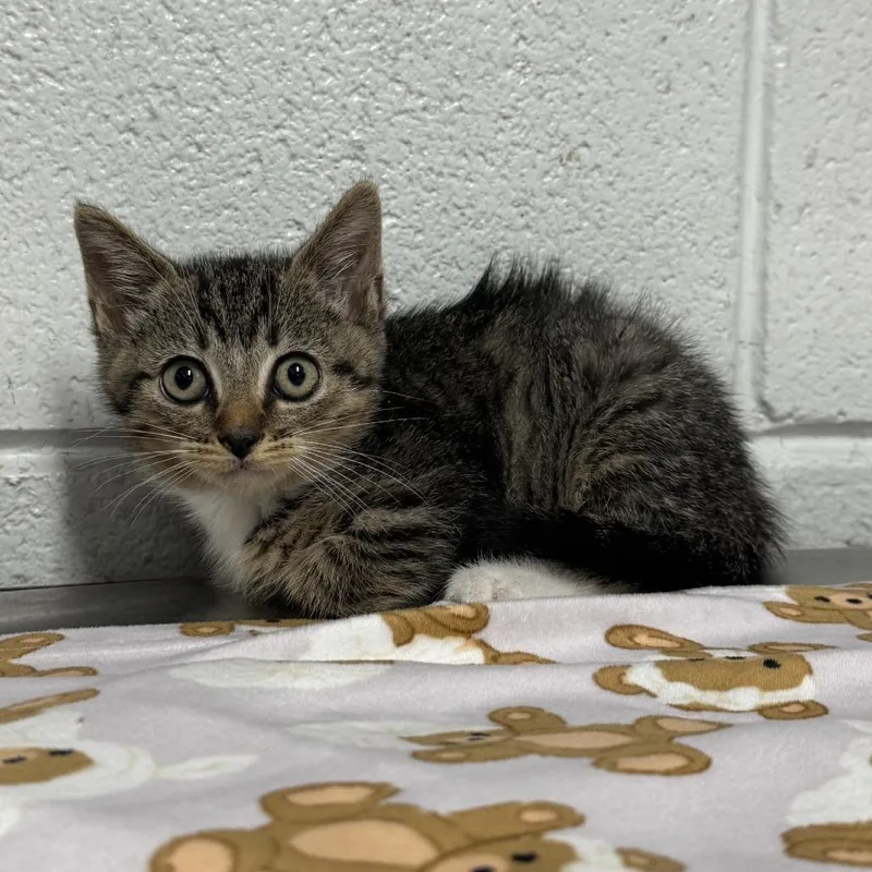 A baby small-sized male Black & White / Tuxedo Domestic Short Hair cat named Spence for adoption in Beaumont, TX