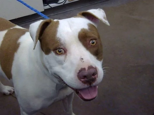 A young large-sized male Mixed Breed dog named Vader for adoption in Dallas, TX