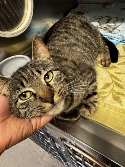 An adult small-sized female Domestic Short Hair cat named Bon Bon for adoption in Roseville, CA