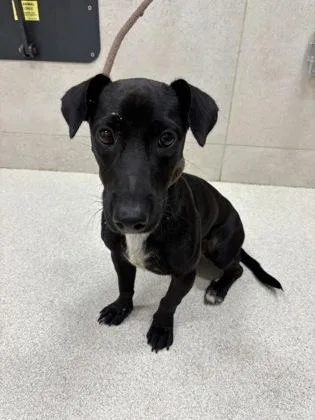 An adult small-sized male Terrier dog named Silk for adoption in Honolulu, HI