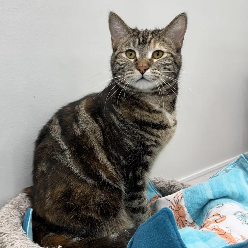 An adult small-sized female Torbie Domestic Short Hair cat named Bonnie for adoption in Goshen, IN