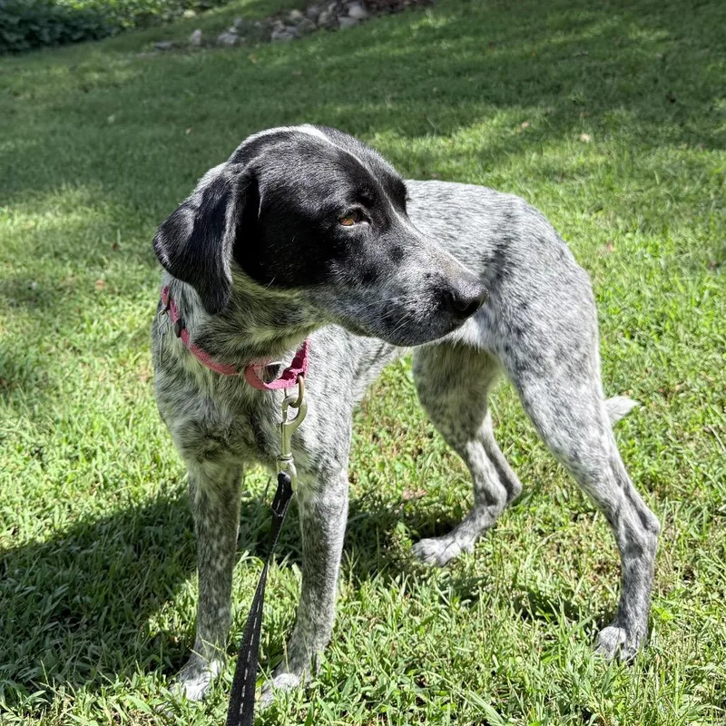 An adult medium-sized female Black Mixed Breed dog named Yasmin for adoption in Auburn, AL