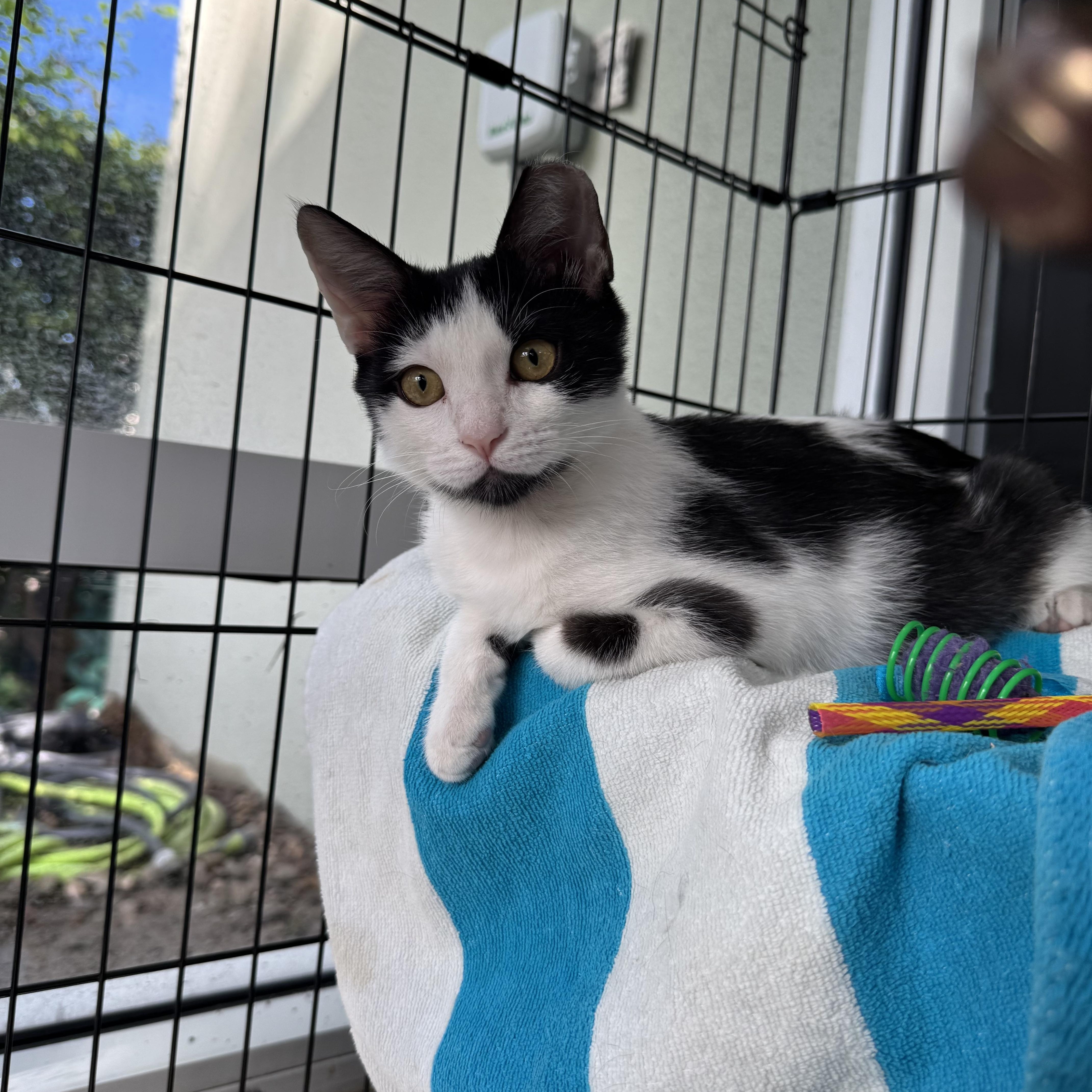 A young small-sized male Domestic Short Hair cat named Sal for adoption in Delray Beach, FL