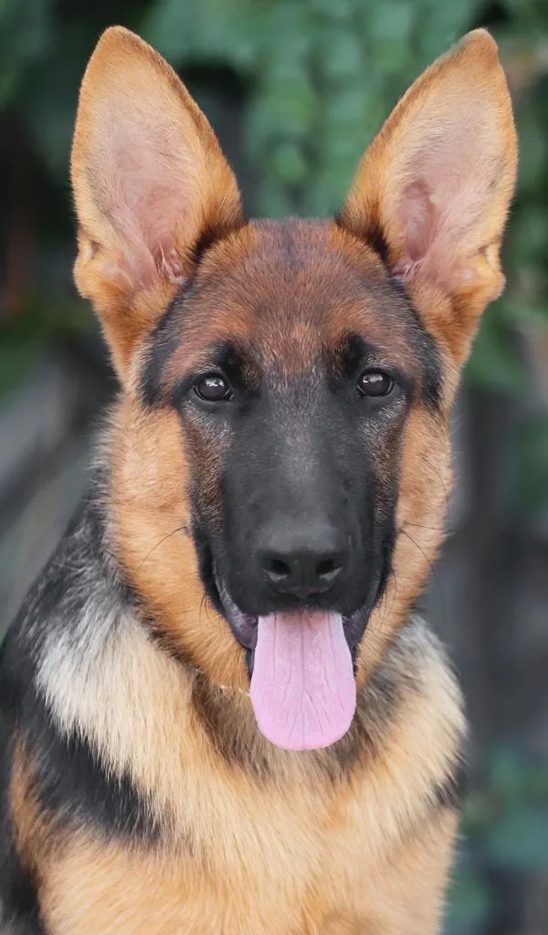 A baby large-sized male Black German Shepherd Dog dog named Rex von Huhnegrab for adoption in Los Angeles, CA