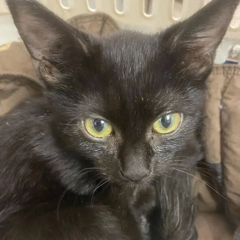 A baby small-sized female Black Domestic Short Hair cat named Baby Girl for adoption in Charleston, WV
