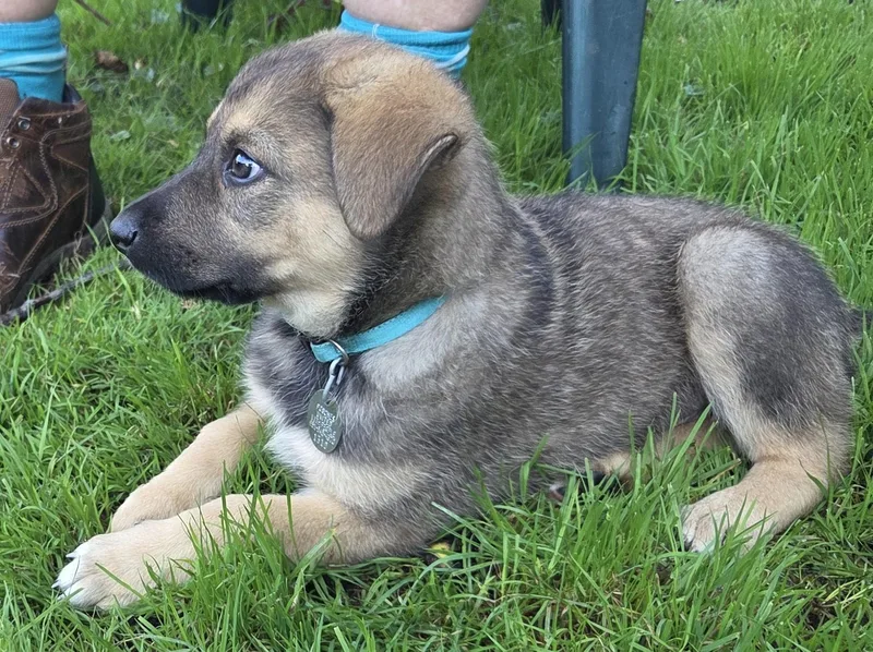 A baby medium-sized male German Shepherd Dog dog named Rocky for adoption in Saint Paul, MN