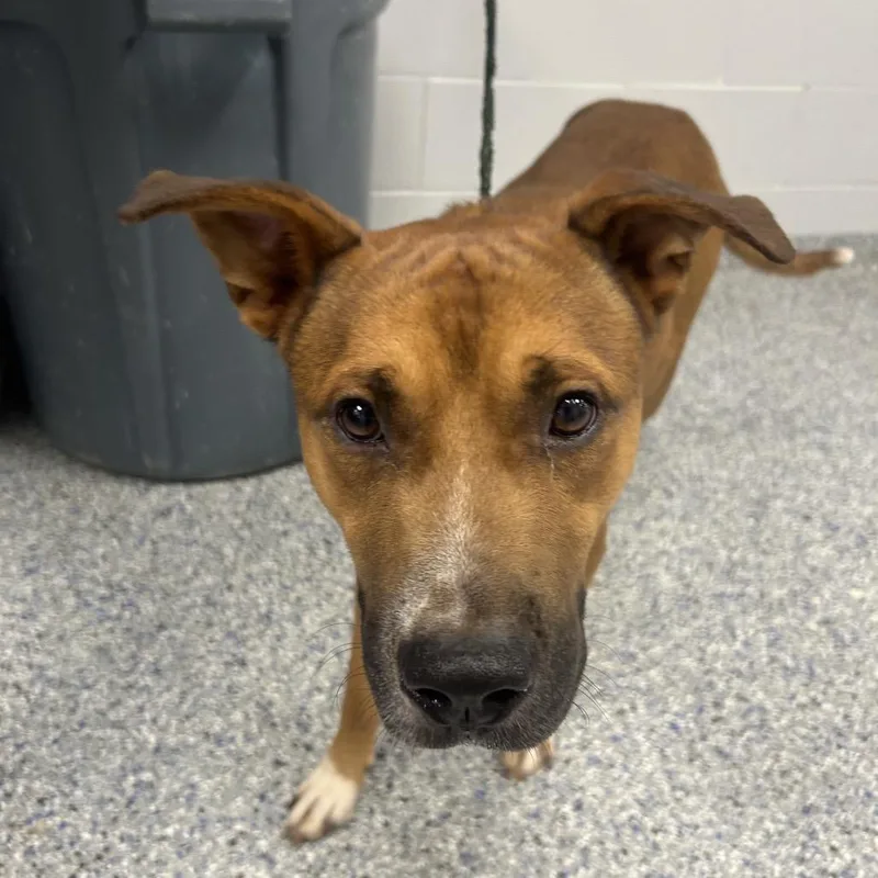 An adult medium-sized male Brown / Chocolate Mixed Breed dog named Tero for adoption in Greenville, SC