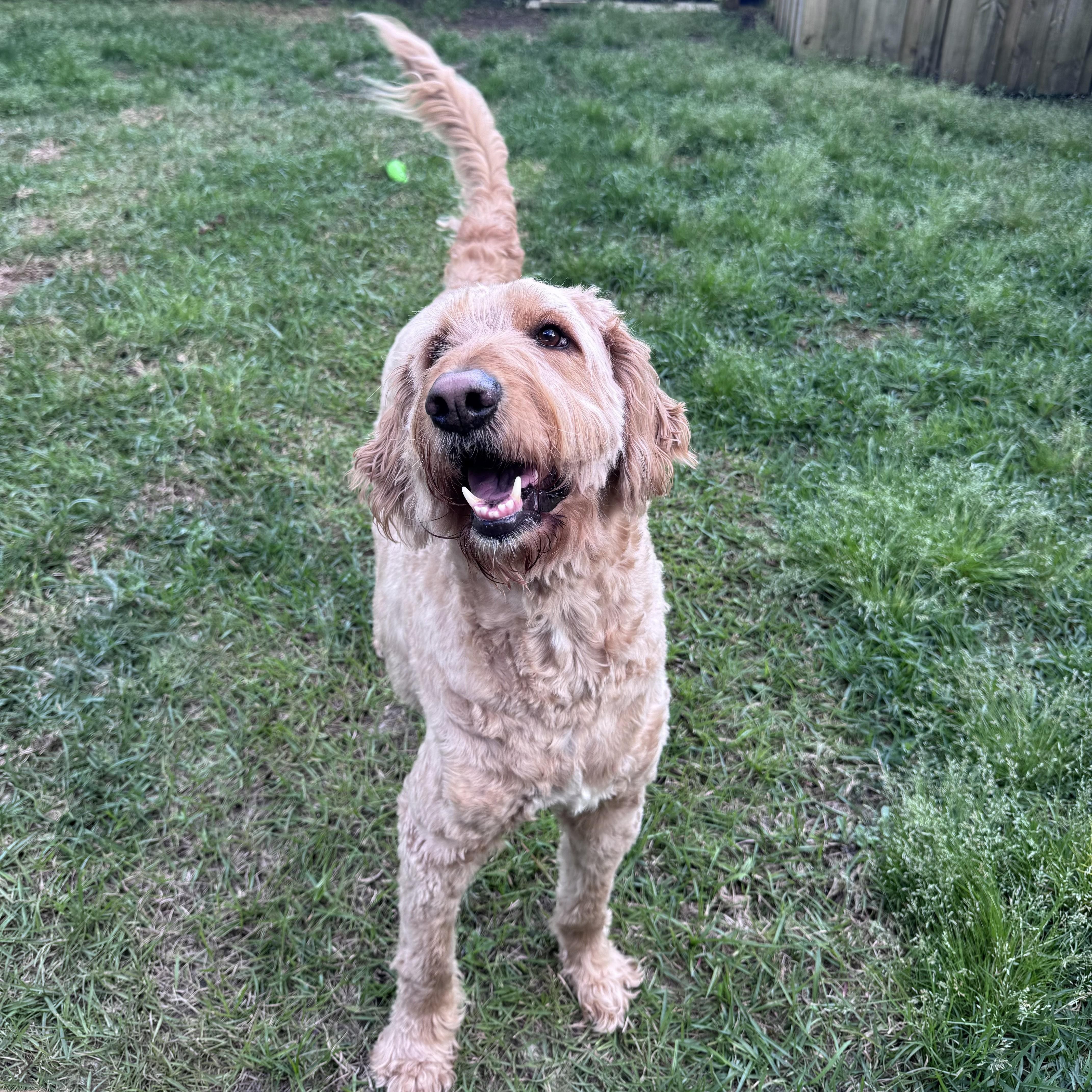 An adult large-sized male Apricot / Beige Goldendoodle dog named Eddynorth Carolina for adoption in Houston, TX