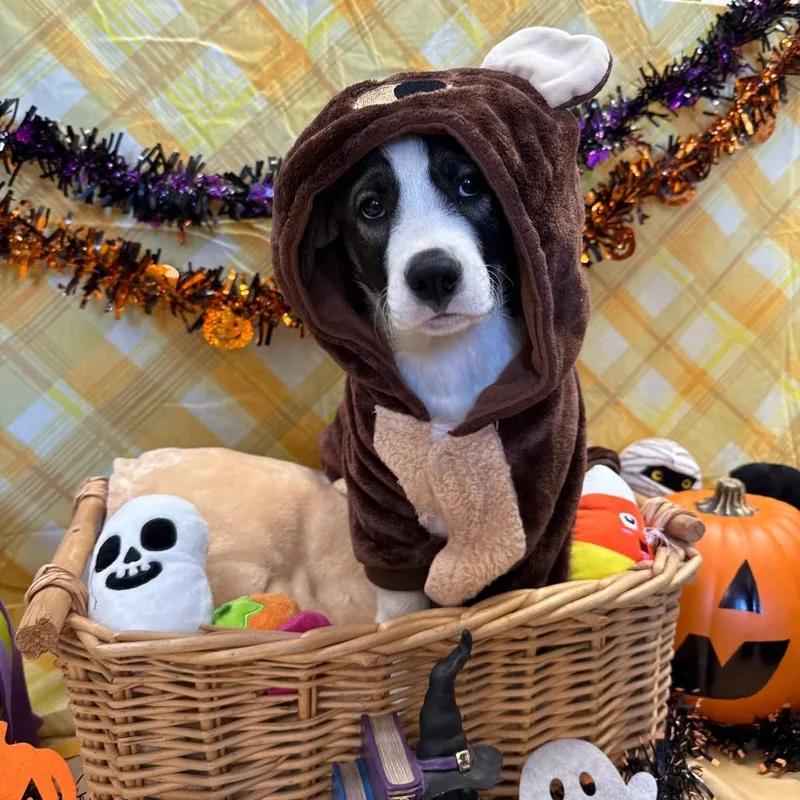 A baby small-sized male Border Collie dog named Hiro for adoption in Santa Barbara, CA