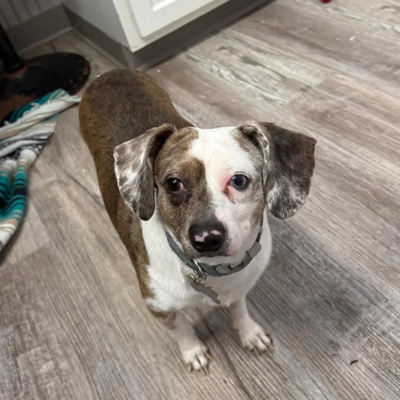 Peanut Bonded Wsnoopy