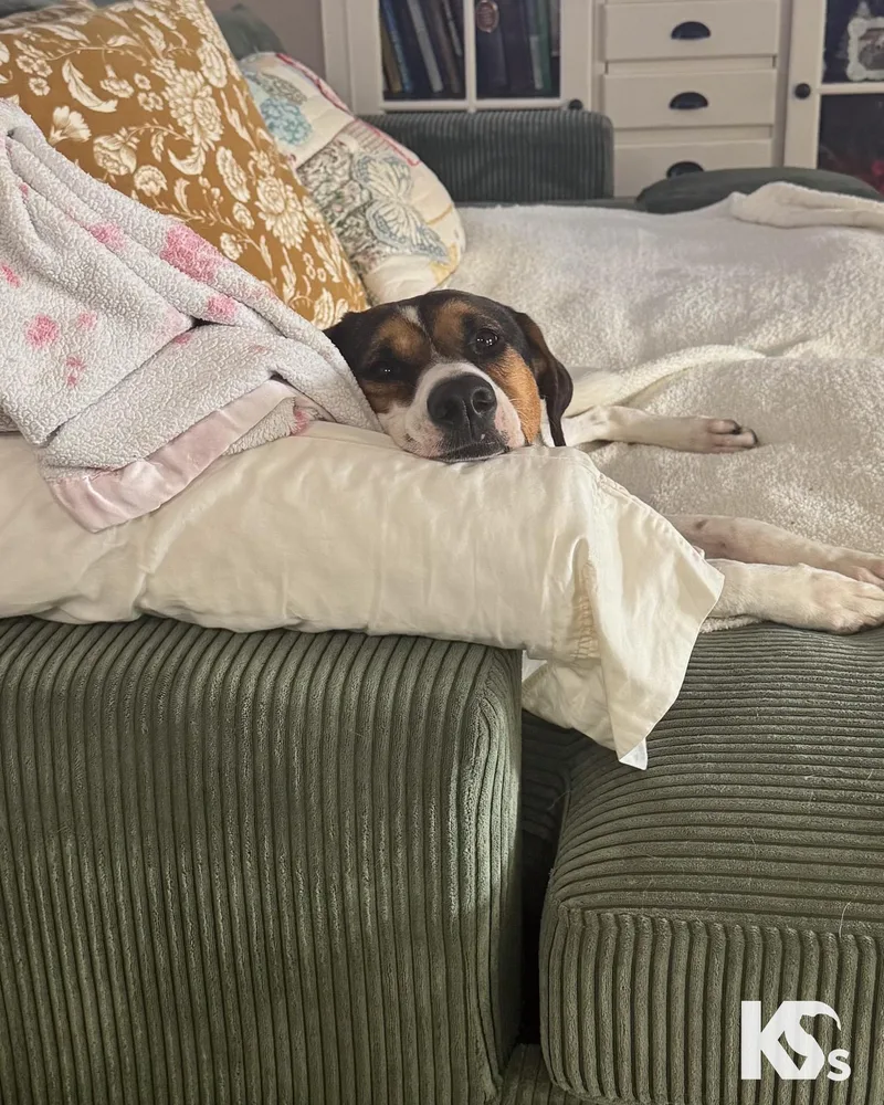 An adult medium-sized male Coonhound dog named Isaac for adoption in Ponte Vedra, FL