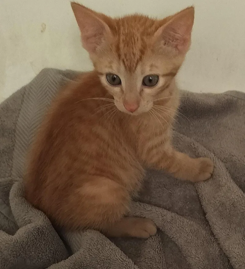 A baby medium-sized male Orange / Red Domestic Short Hair cat named Jazzy J. for adoption in Frisco, TX