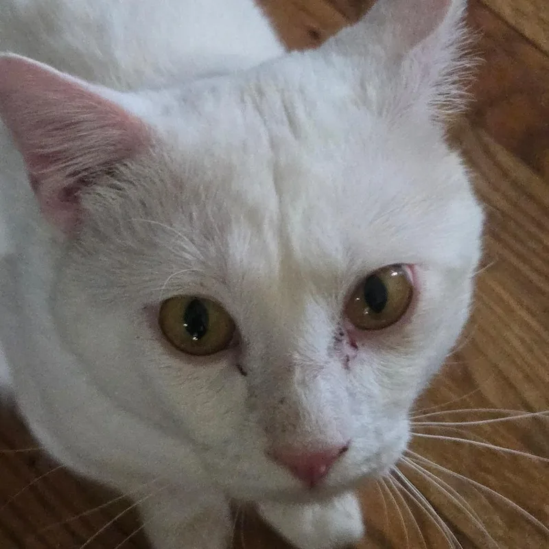 An adult small-sized male White Domestic Short Hair cat named Barry for adoption in Grantsville, UT