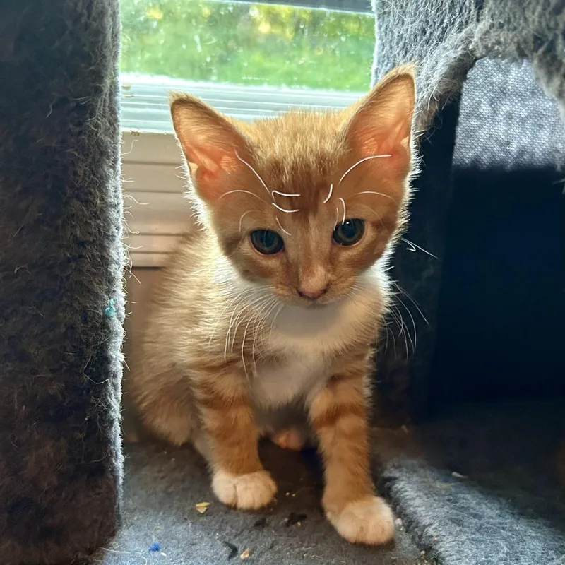 A baby small-sized male Orange / Red American Shorthair cat named Parsnip for adoption in Huntsville, AL