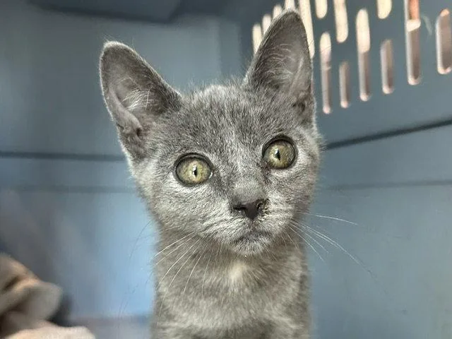 A baby small-sized male Domestic Short Hair cat named Firework for adoption in Tavares, FL