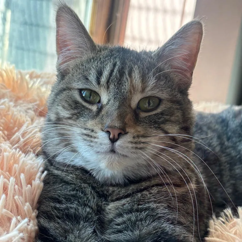 Nimbus C thumbnail 2