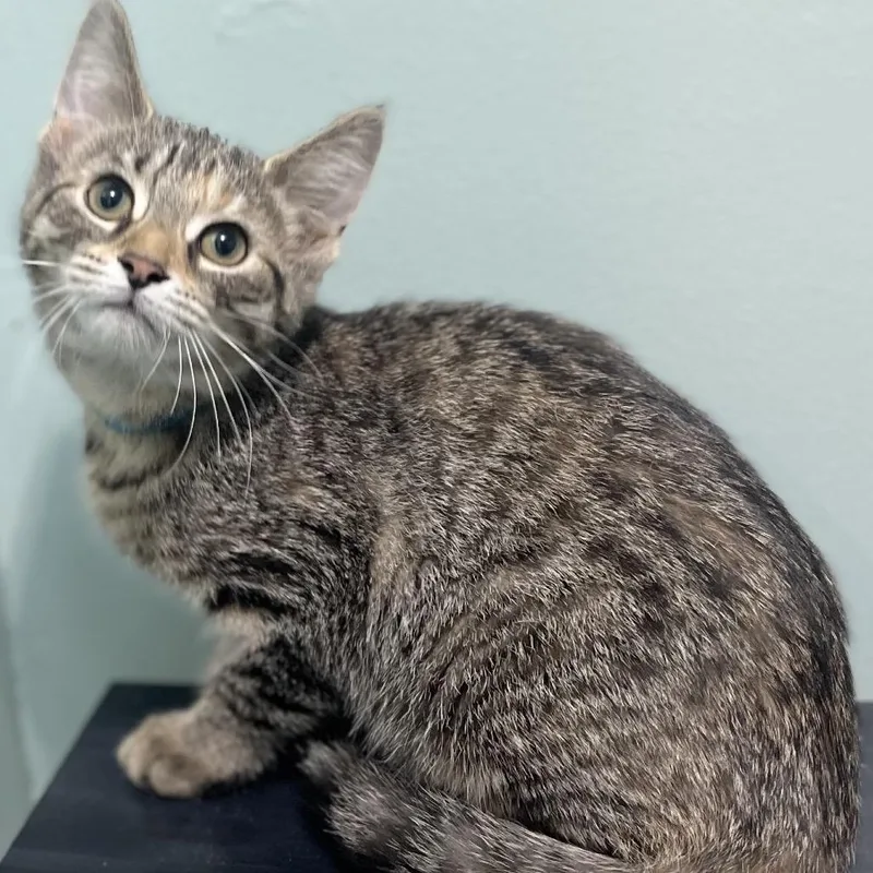 Nimbus C thumbnail 3