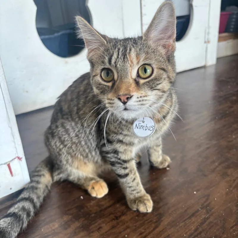 Nimbus C thumbnail 4