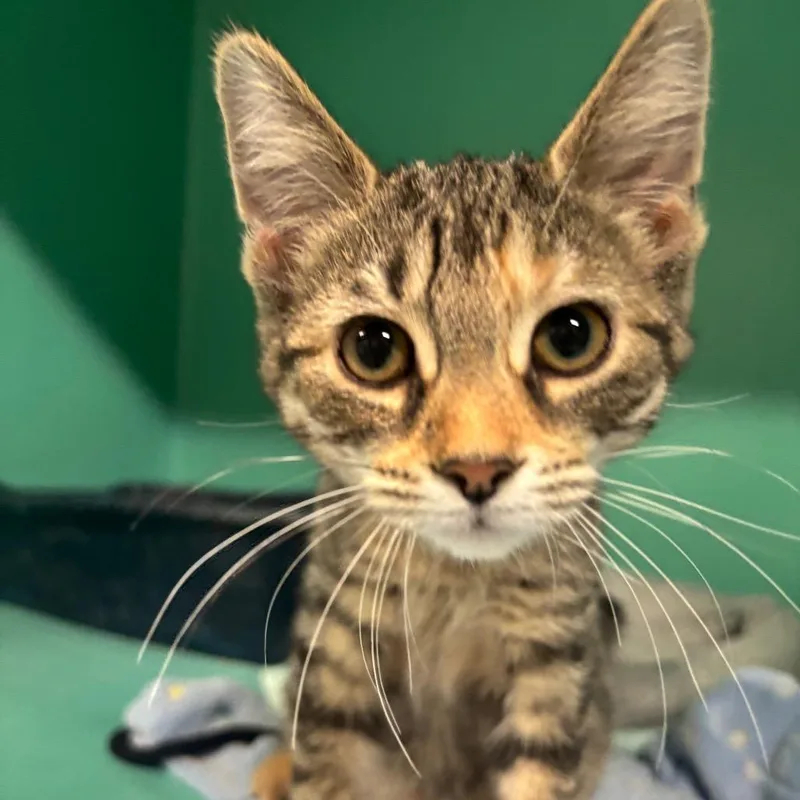 Nimbus C thumbnail 5